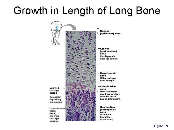 Growth in Length of Long Bone Figure 6. 9 