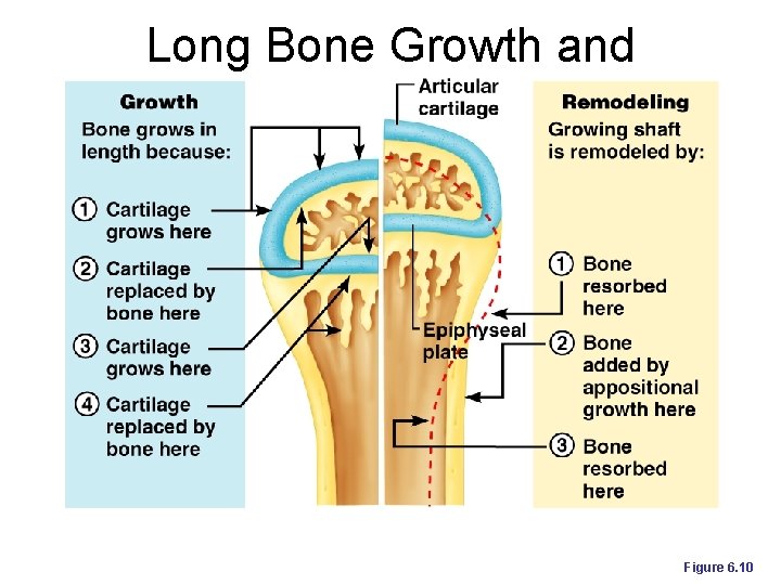 Long Bone Growth and Remodeling Figure 6. 10 