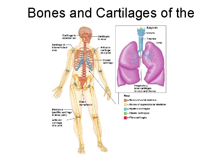 Bones and Cartilages of the Human Body 