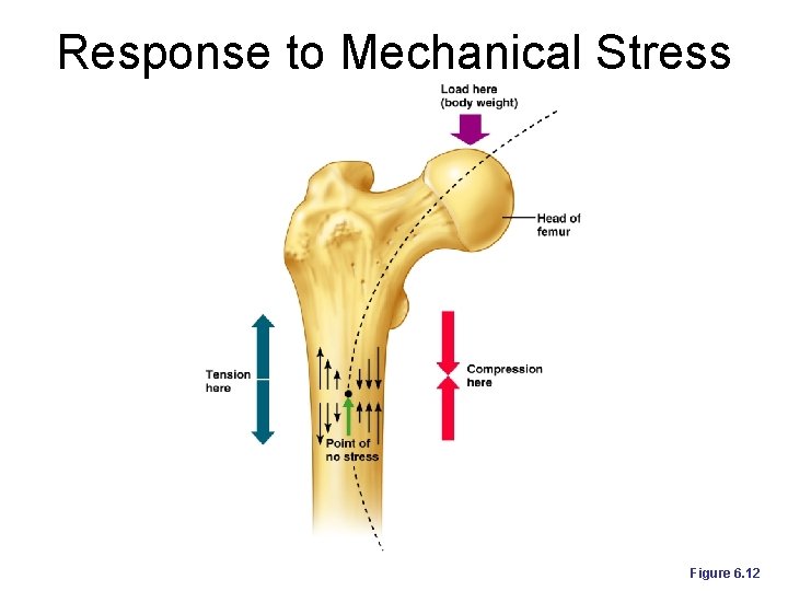 Response to Mechanical Stress Figure 6. 12 