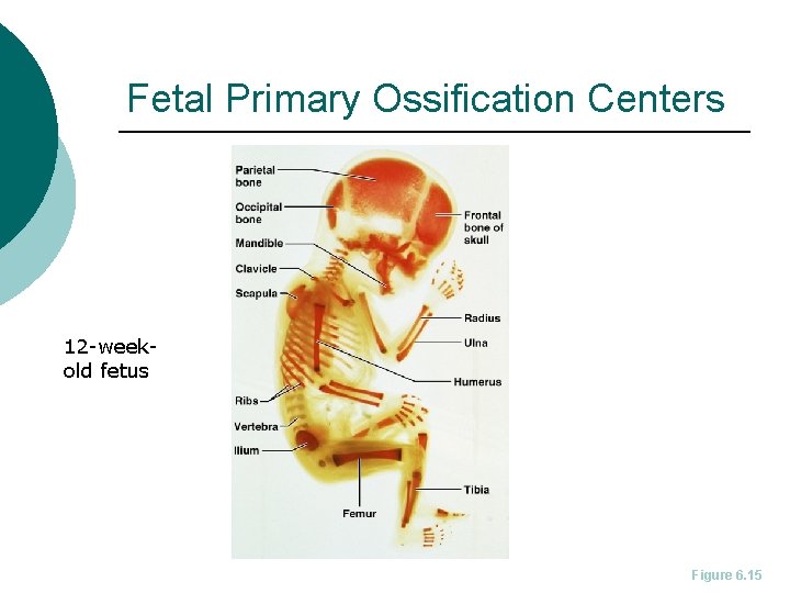 Fetal Primary Ossification Centers 12 -weekold fetus Figure 6. 15 