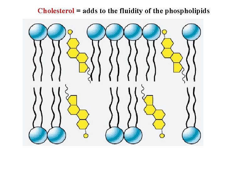 Cholesterol = adds to the fluidity of the phospholipids 