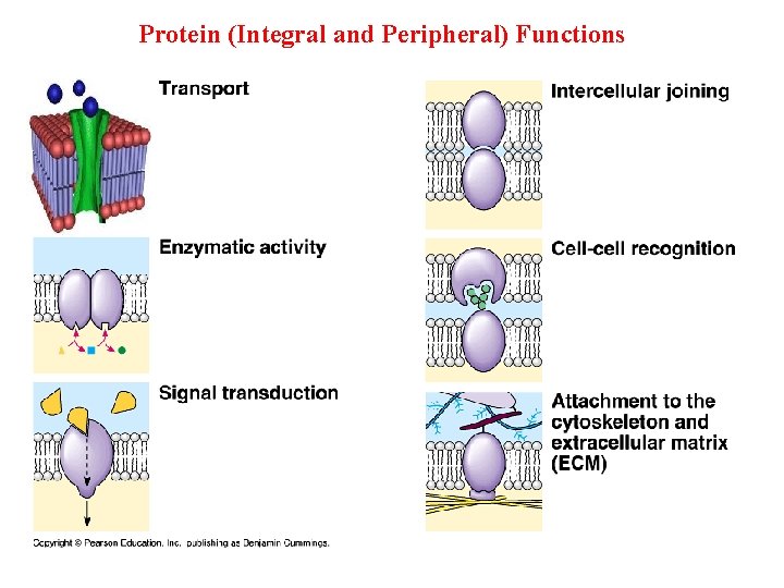 Protein (Integral and Peripheral) Functions 