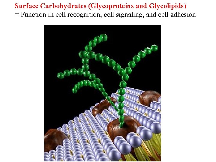 Surface Carbohydrates (Glycoproteins and Glycolipids) = Function in cell recognition, cell signaling, and cell