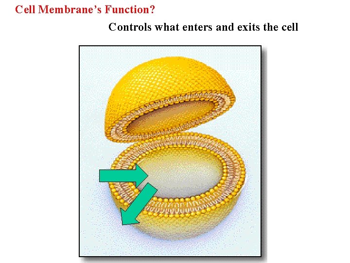 Cell Membrane’s Function? Controls what enters and exits the cell 