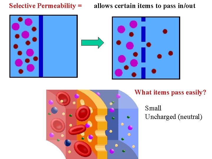 Selective Permeability = allows certain items to pass in/out What items pass easily? Small