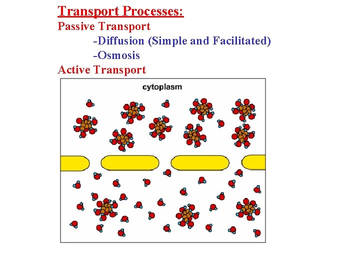 Transport Processes: Passive Transport -Diffusion (Simple and Facilitated) -Osmosis Active Transport 