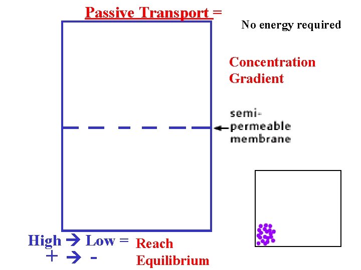 Passive Transport = No energy required Concentration Gradient High Low = Reach + Equilibrium