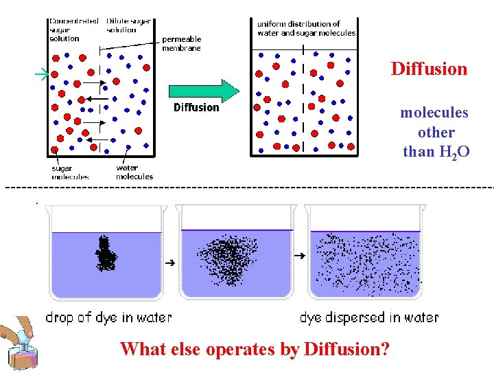 Diffusion molecules other than H 2 O --------------------------------------------- What else operates by Diffusion? 
