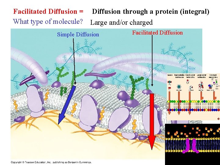 Facilitated Diffusion = Diffusion through a protein (integral) What type of molecule? Large and/or