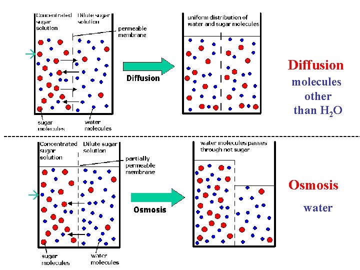  Diffusion molecules other than H 2 O --------------------------------------------- Osmosis water 