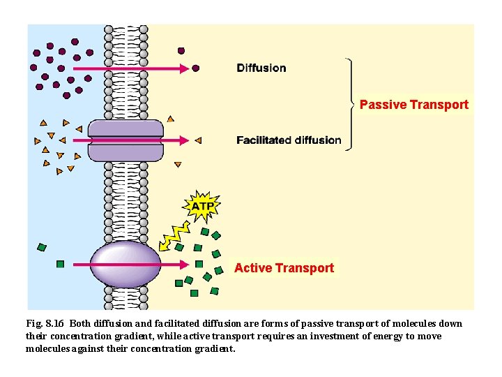 Passive Transport Active Transport Fig. 8. 16 Both diffusion and facilitated diffusion are forms