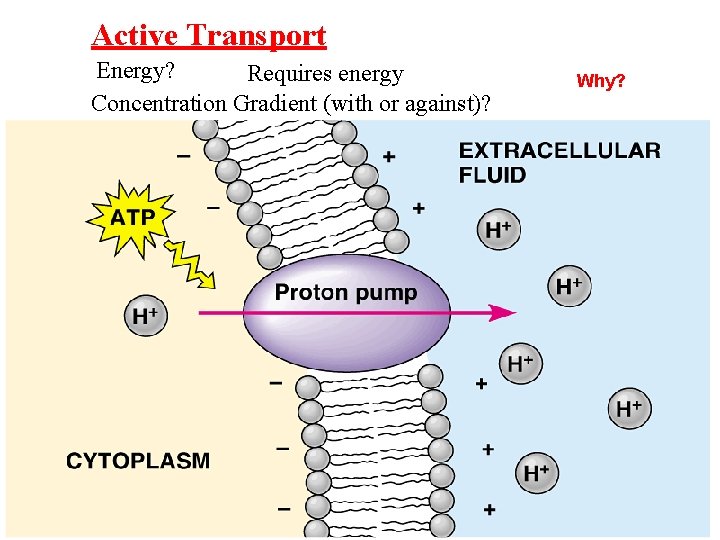 Active Transport Energy? Requires energy Concentration Gradient (with or against)? Why? 