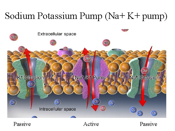 Sodium Potassium Pump (Na+ K+ pump) Passive Active Passive 