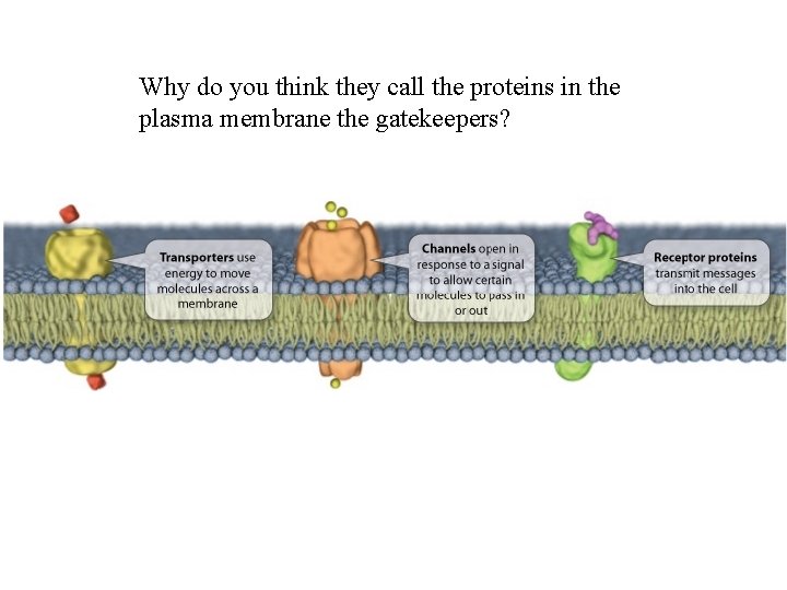 Why do you think they call the proteins in the plasma membrane the gatekeepers?