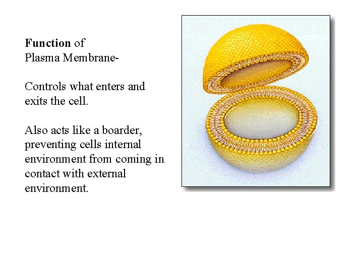 Function of Plasma Membrane. Controls what enters and exits the cell. Also acts like