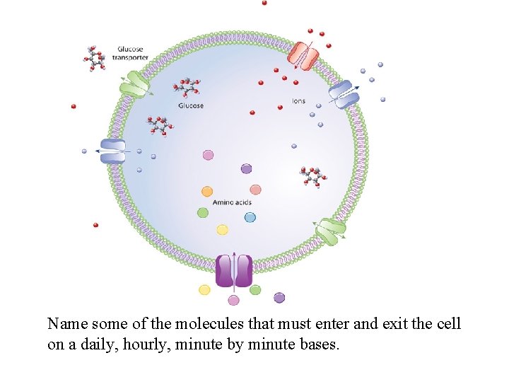 Name some of the molecules that must enter and exit the cell on a