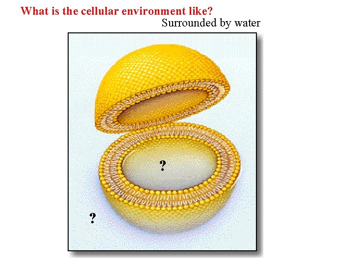 What is the cellular environment like? Surrounded by water ? ? 