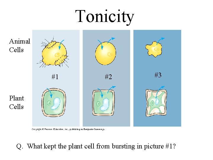 Tonicity Animal Cells #1 #2 #3 Plant Cells Q. What kept the plant cell