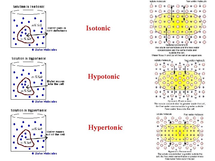 Isotonic Hypertonic 