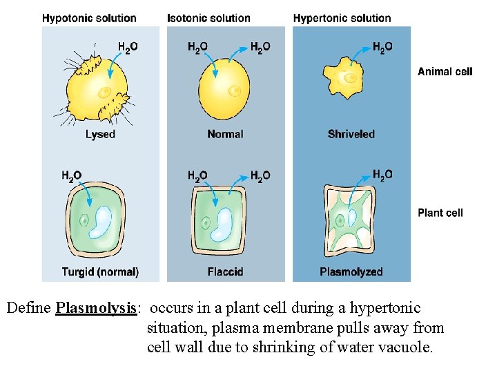 Define Plasmolysis: occurs in a plant cell during a hypertonic situation, plasma membrane pulls