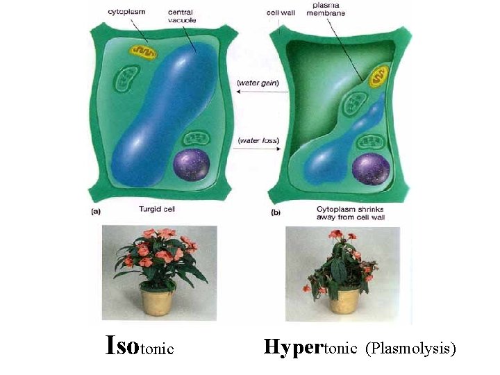 Isotonic Hypertonic (Plasmolysis) 