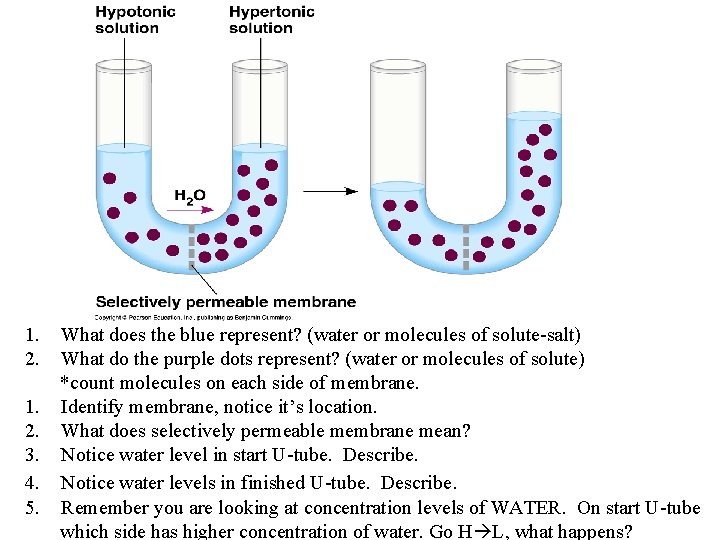 1. 2. 3. 4. 5. What does the blue represent? (water or molecules of