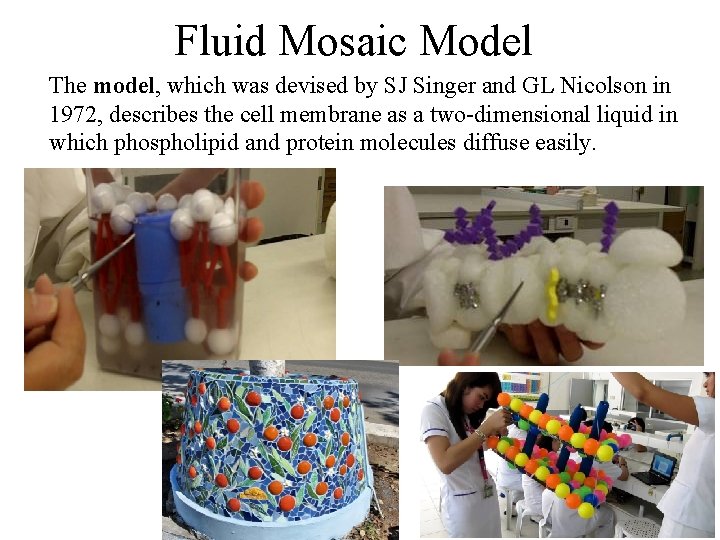 Fluid Mosaic Model The model, which was devised by SJ Singer and GL Nicolson