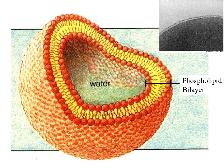 Phospholipid Bilayer 