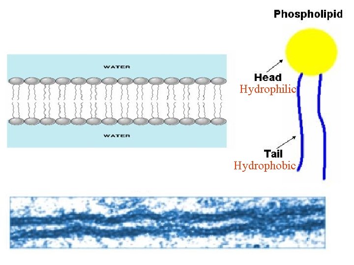Hydrophilic Hydrophobic 