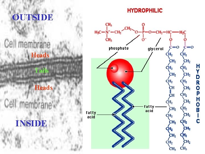 OUTSIDE Heads Tails Heads INSIDE 
