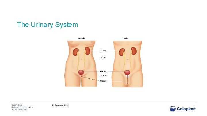 The Urinary System 24 November, 2015 
