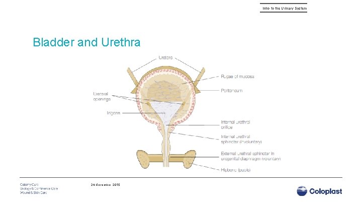 Intro to the Urinary System Bladder and Urethra 24 November, 2015 