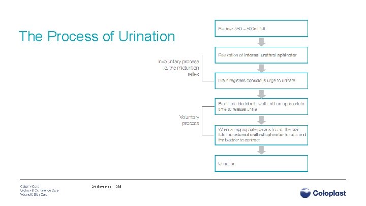 The Process of Urination 24 November, 2015 