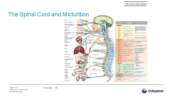 Intro to the Urinary System The Spinal Cord and Micturition 24 November, 2015 