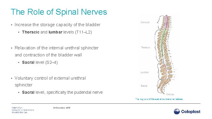 The Role of Spinal Nerves • Increase the storage capacity of the bladder •