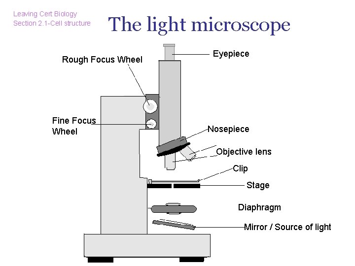 Leaving Cert Biology Section 2. 1 -Cell structure The light microscope Rough Focus Wheel