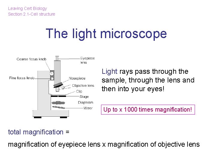 Leaving Cert Biology Section 2. 1 -Cell structure The light microscope Light rays pass