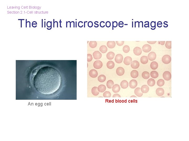 Leaving Cert Biology Section 2. 1 -Cell structure The light microscope- images An egg