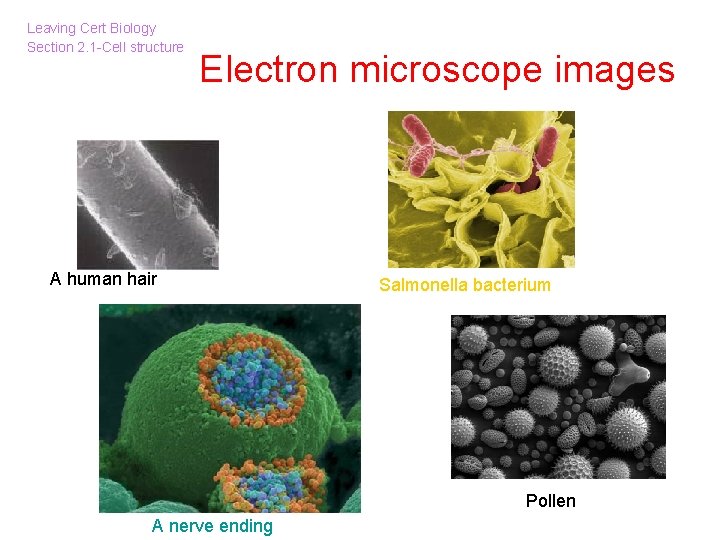 Leaving Cert Biology Section 2. 1 -Cell structure Electron microscope images A human hair