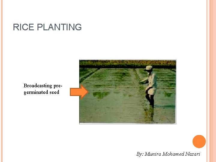 RICE PLANTING Broadcasting pregerminated seed By: Munira Mohamed Nazari 