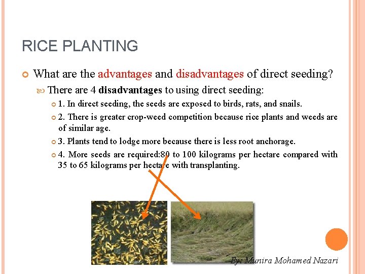 RICE PLANTING What are the advantages and disadvantages of direct seeding? There are 4