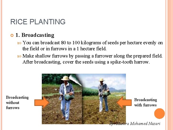 RICE PLANTING 1. Broadcasting You can broadcast 80 to 100 kilograms of seeds per