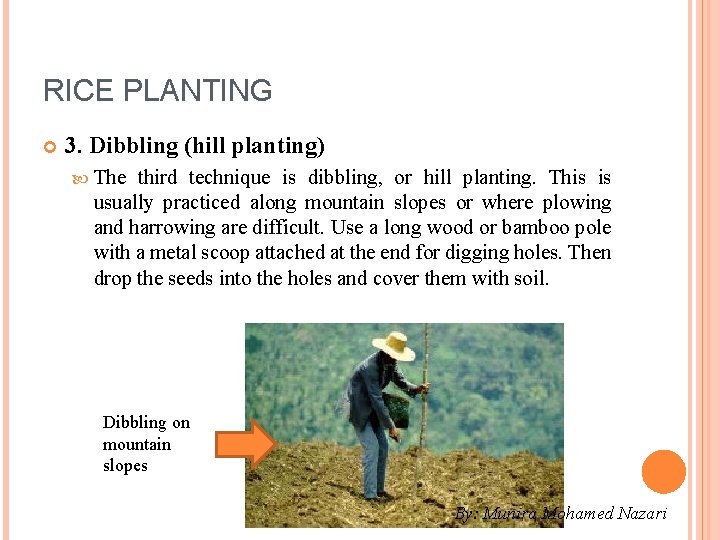 RICE PLANTING 3. Dibbling (hill planting) The third technique is dibbling, or hill planting.