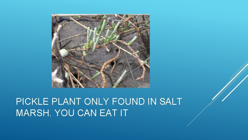 PICKLE PLANT ONLY FOUND IN SALT MARSH. YOU CAN EAT IT 