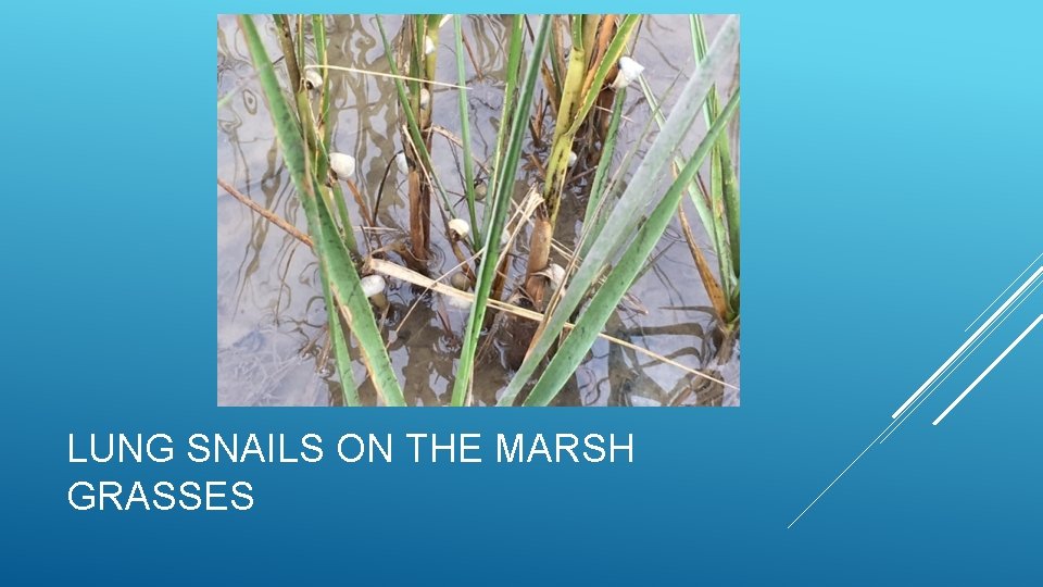 LUNG SNAILS ON THE MARSH GRASSES 