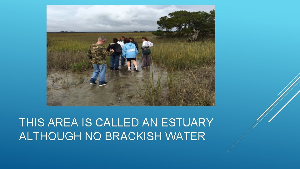 THIS AREA IS CALLED AN ESTUARY ALTHOUGH NO BRACKISH WATER 