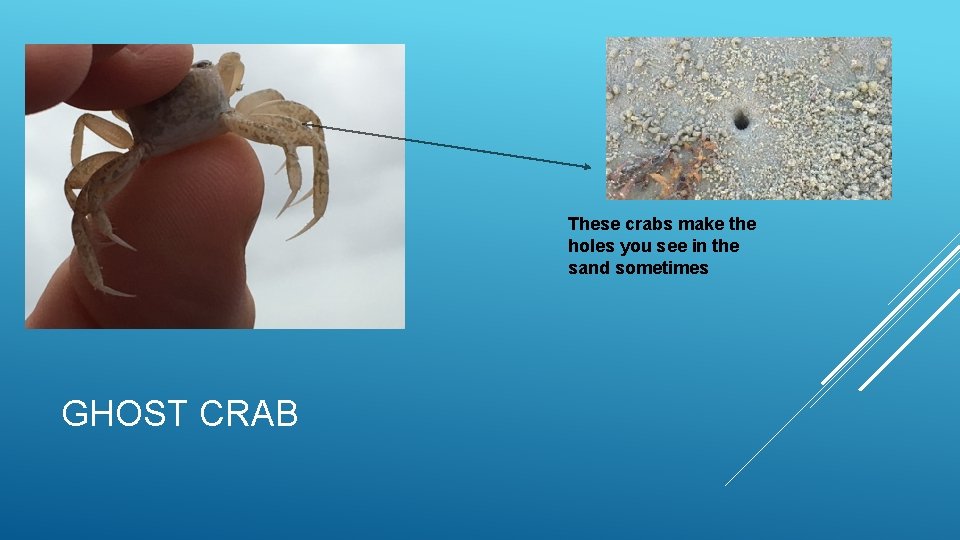 These crabs make the holes you see in the sand sometimes GHOST CRAB 