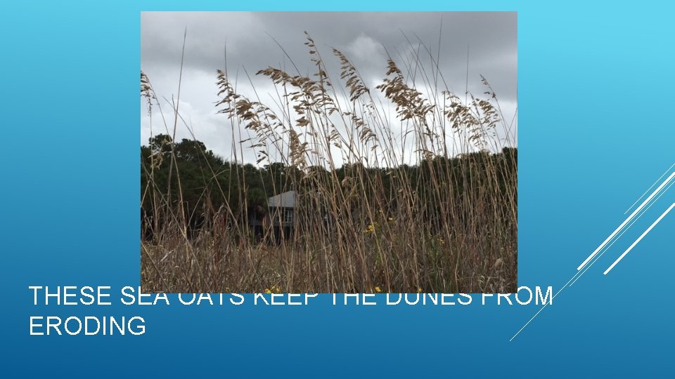 THESE SEA OATS KEEP THE DUNES FROM ERODING 