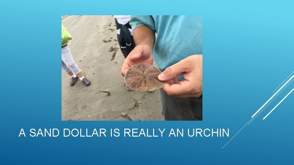 A SAND DOLLAR IS REALLY AN URCHIN 